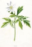 Anemone, 1891