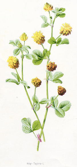 Hop-Trefoil, 1891