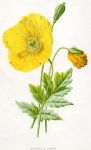 Mountain Poppy, 1891