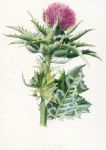 Milk Thistle, 1891