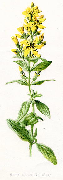 Hairy St.John's Wort, 1891