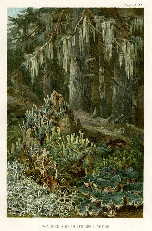 Frondose and Fruticose Lichens, 1896