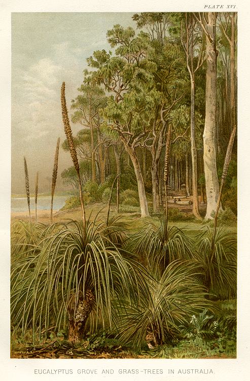 Eucalyptus Grove and Grass-Trees in Australia, 1896