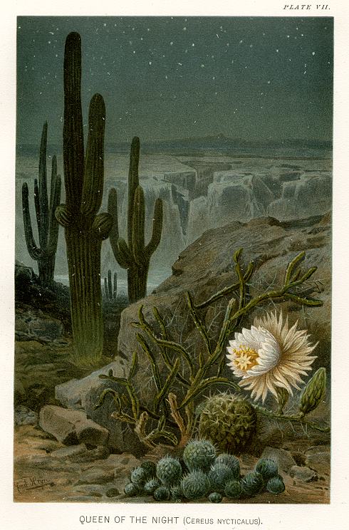 Queen of the Night Cactus (Cereus Nycticallus), 1896