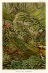 Mosses and Liverworts, 1896