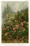 Alpine Rhododendrons and Mountain Pines (Tyrol), 1896