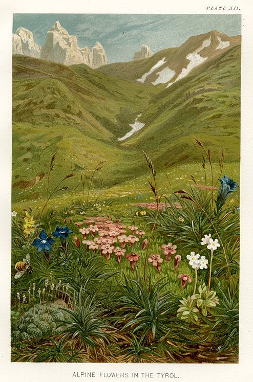 Alpine Flowers in the Tyrol, 1896