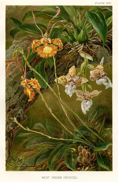 West Indian Orchids, 1896