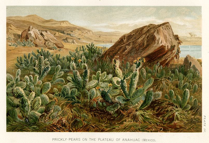 Prickly-Pears on the Plateau of Anahuac (Mexico), 1896