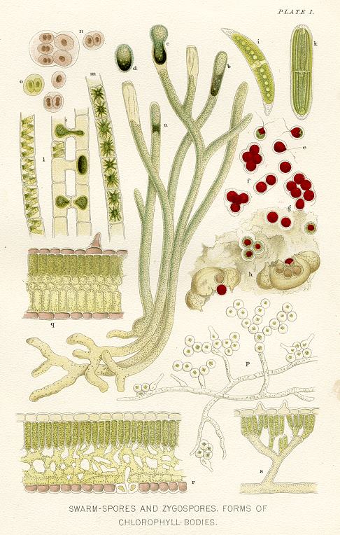 Swarm-Spores and Zygospores, 1896