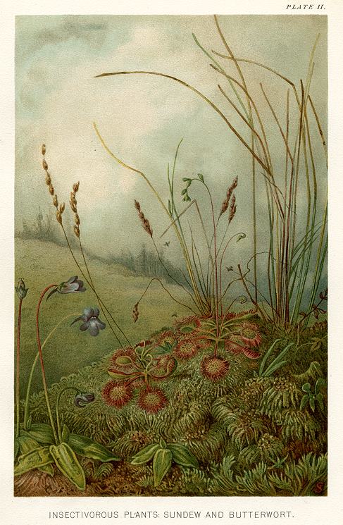 Insectivorous Plants: Sundew and Butterwort, 1896