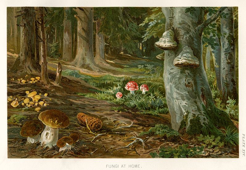 Fungi in Britain (mushrooms & toadstools), 1896