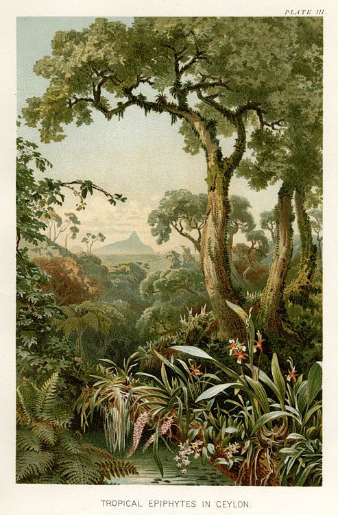 Tropical Epiphytes in Ceylon, 1896