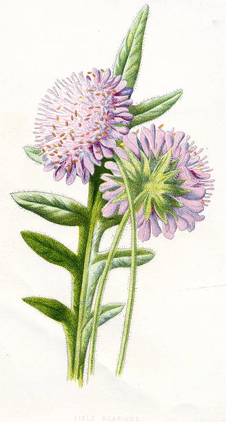 Field Scabious, 1891