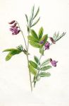 Tuberous Pea, 1891