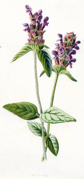 Self-Heal, 1891