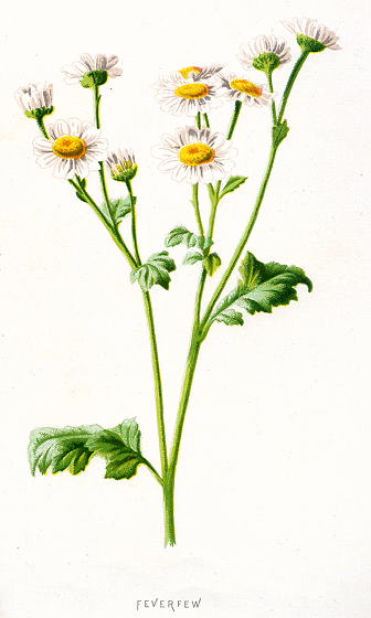 Feverfew, 1891