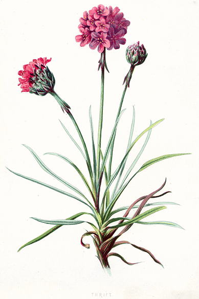 Thrift, 1891