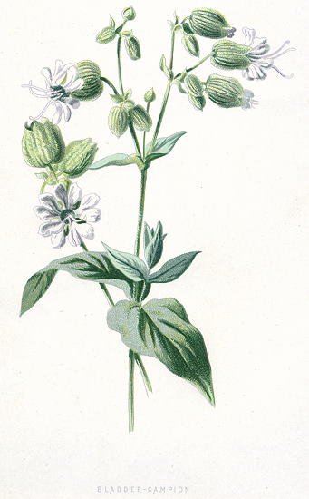 Bladder-Campion, 1891