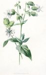 Bladder-Campion, 1891