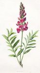 Sainfoin, 1891