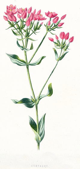 Centaury, 1891