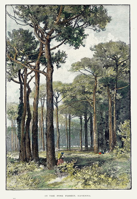 Italy, Ravenna, Pine Forest, 1875