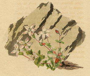 Arenaria ciliata, 1822