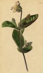 Clematis ochroleuca, 1822