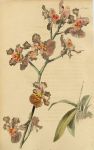 Oncidium carthagenense, 1822