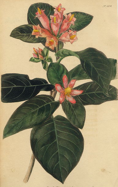 Burchellia capensis, 1822