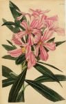 Nerium oleander (flore-variegato), 1822