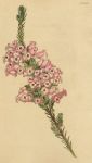 Erica trossula, 1822