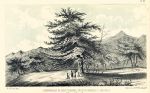 USA, Rough Barked Cedar (near Colorado River), 1853