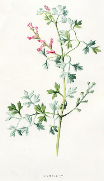 Fumitory, 1891