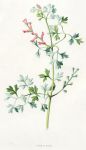 Fumitory, 1891