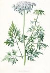 Fools Parsley, 1891