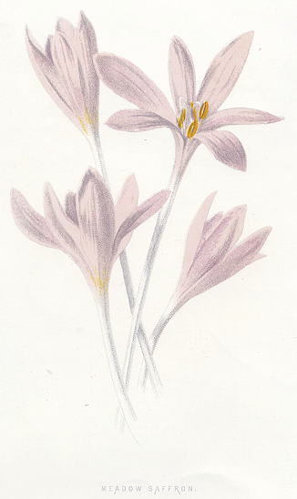 Meadow Saffron, 1891