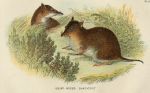 Short-Nosed Bandicoot, 1897