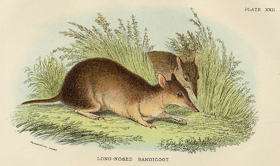 Short-Nosed Bandicoot, 1897