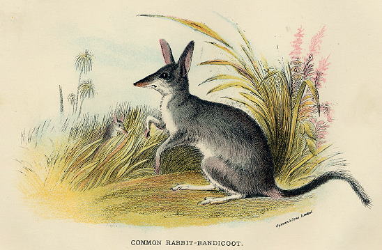 Common Rabbit Bandicoot, 1897