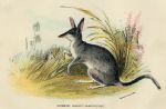 Common Rabbit Bandicoot, 1897