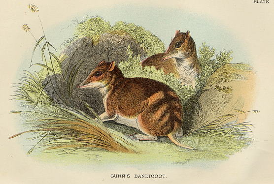 Gunn's Bandicoot, 1897