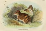 Gunn's Bandicoot, 1897