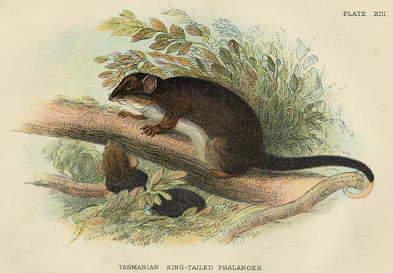 Tasmanian Ring-Tailed Phalanger, 1897