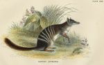 Banded Anteater, 1897