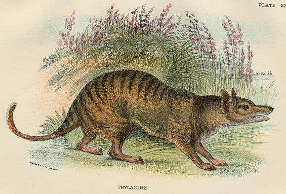 Thylacine, 1897