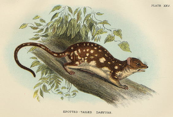 Spotted-Tailed Dasyure, 1897