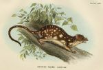 Spotted-Tailed Dasyure, 1897