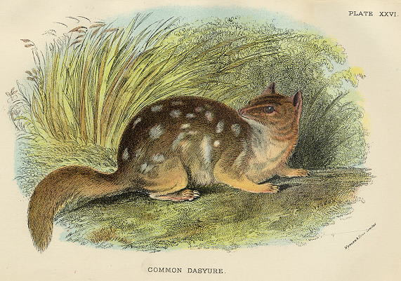 Common Dasyure, 1897